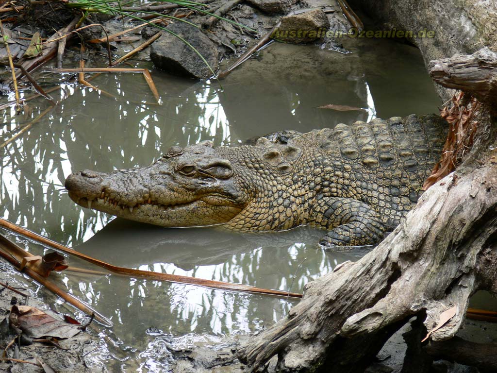 تماسيح crocodile تماسيح ، تمساح Size:168.60 Kb Dim: 1024 x 768 Size: Kb Dim: x