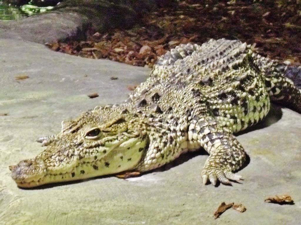تماسيح crocodile تماسيح ، تمساح Size:122.20 Kb Dim: 1024 x 768 Size: Kb Dim: x