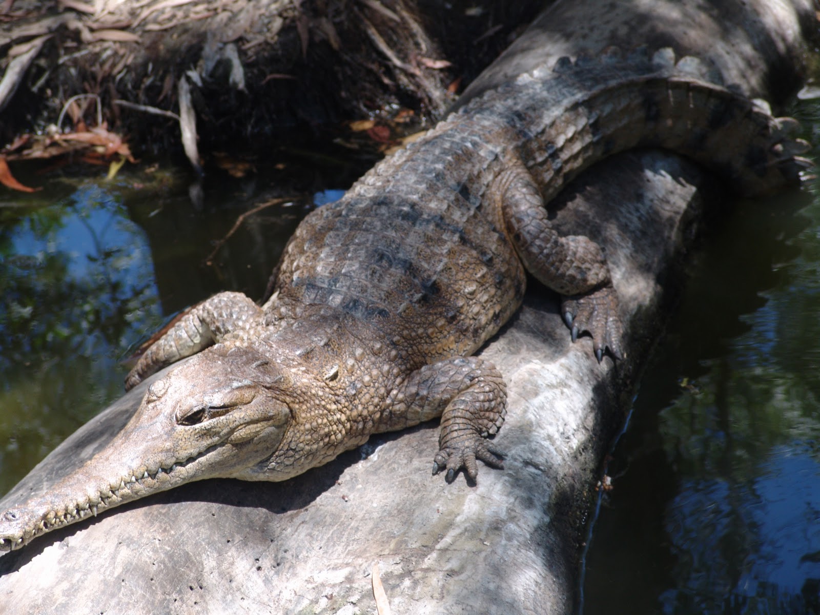 تماسيح crocodile تماسيح ، تمساح Size:287.50 Kb Dim: 1600 x 1200 Size: Kb Dim: x