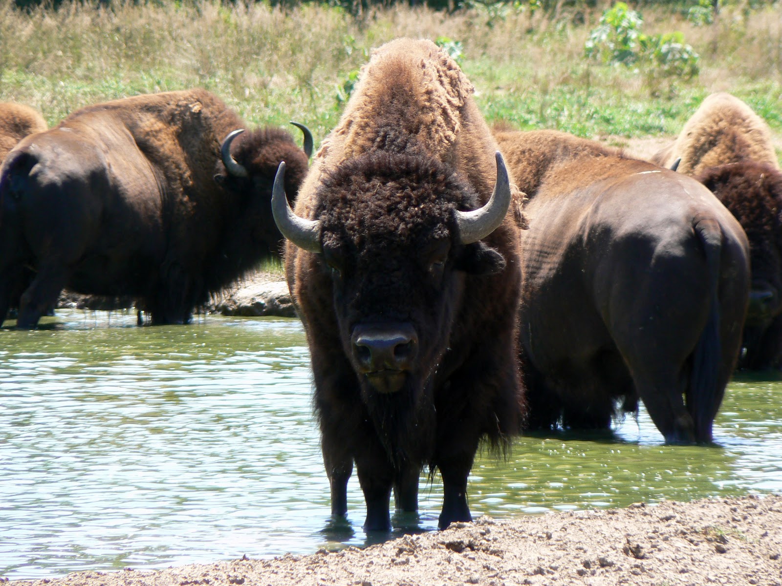 جواميس buffalos جاموس buffalo Size:423.90 Kb Dim: 1600 x 1200 Size: Kb Dim: x