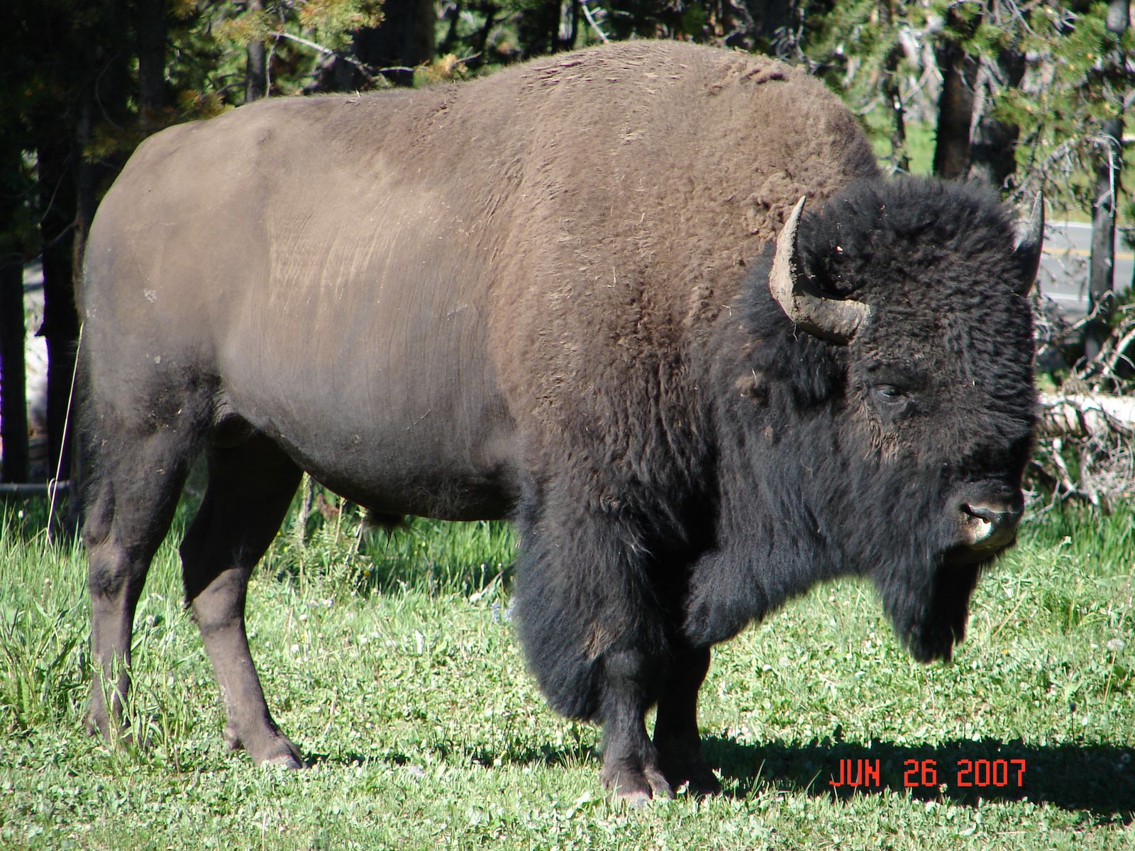 جواميس buffalos جاموس buffalo Size:444.10 Kb Dim: 1600 x 1200 Size: Kb Dim: x