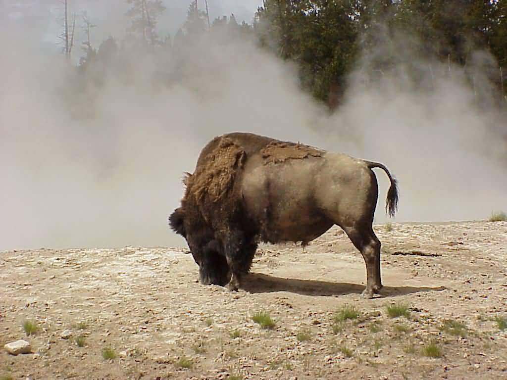 جواميس buffalos جاموس buffalo Size:74.50 Kb Dim: 1024 x 768 Size: Kb Dim: x