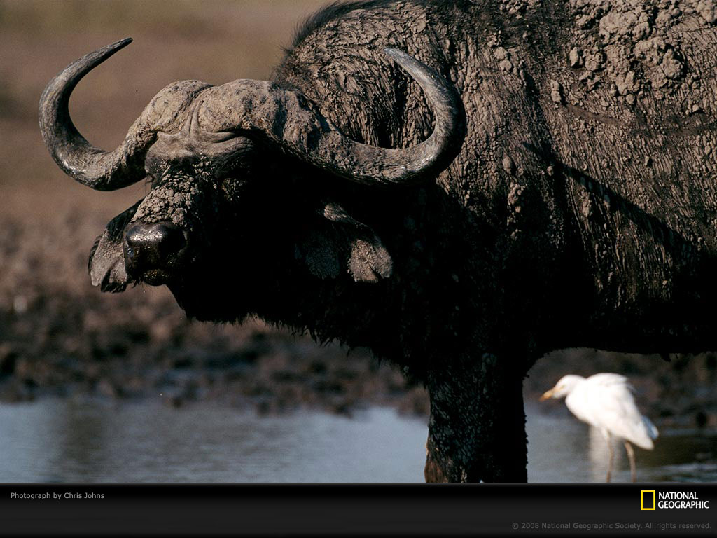 جواميس buffalos جاموس buffalo Size:170.40 Kb Dim: 1024 x 768 Size: Kb Dim: x