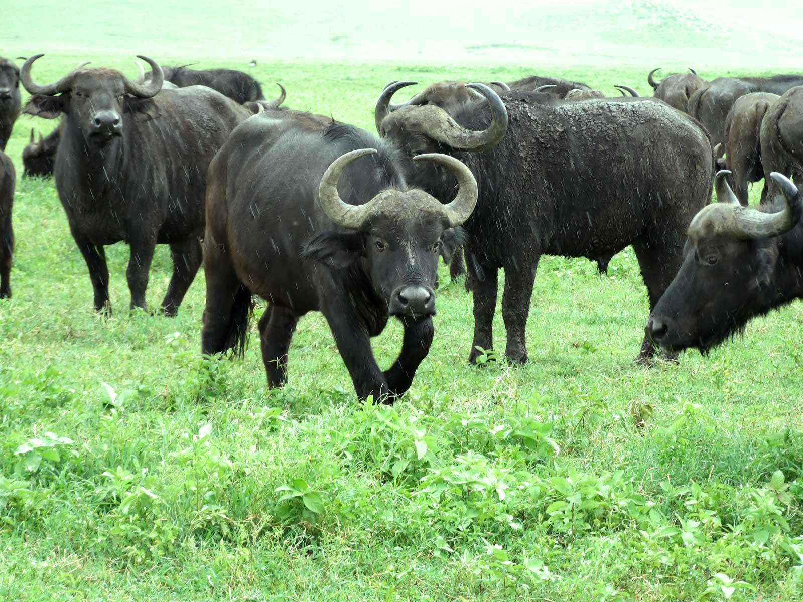 جواميس buffalos جاموس buffalo Size:277.80 Kb Dim: 1600 x 1200 Size: Kb Dim: x
