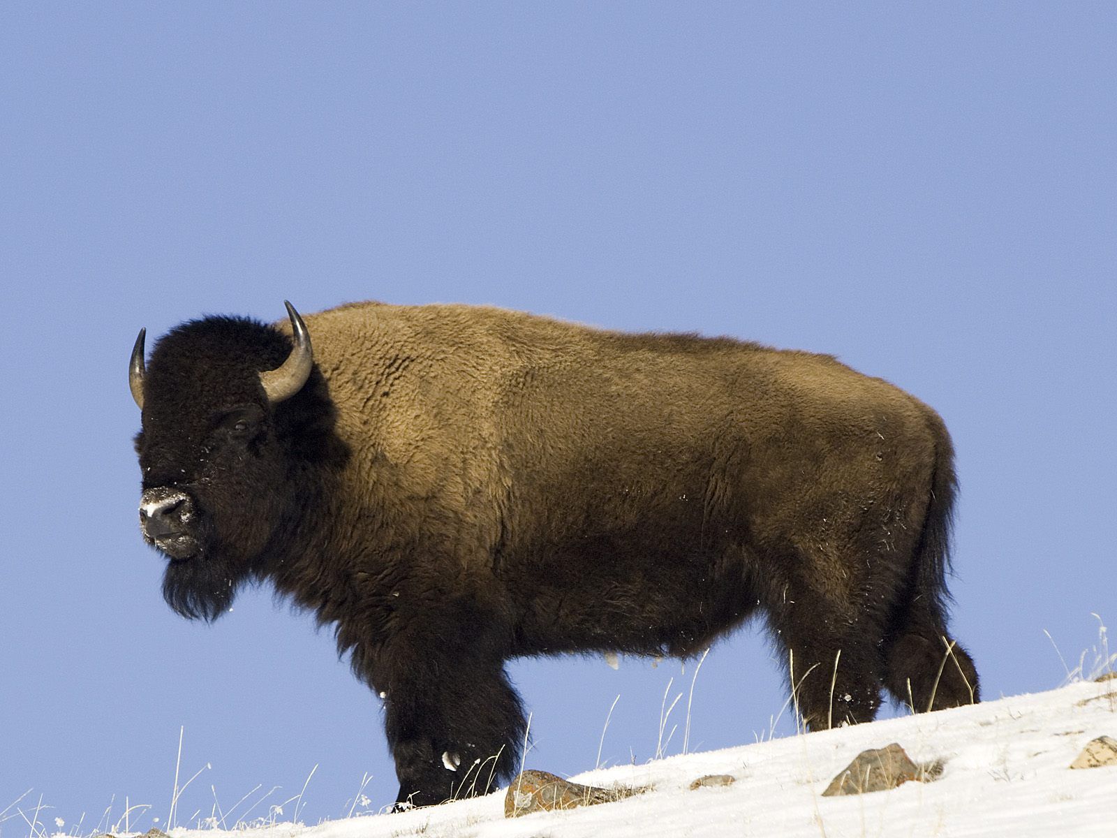 جواميس buffalos جاموس buffalo Size:249.60 Kb Dim: 1600 x 1200 Size: Kb Dim: x