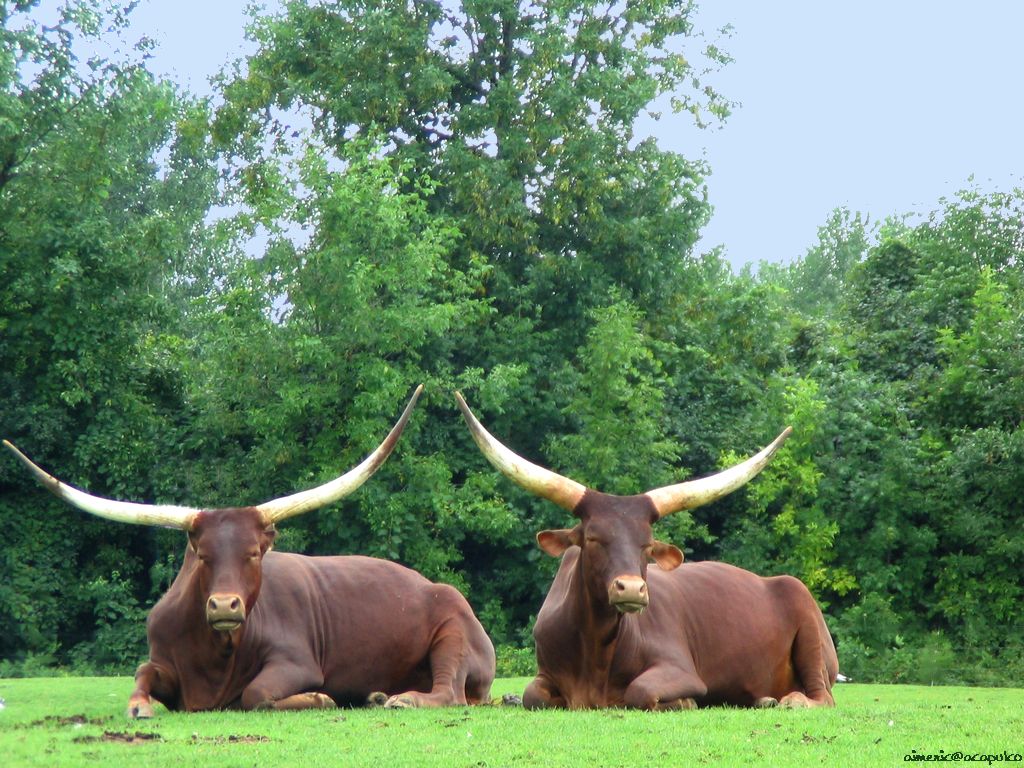 جواميس buffalos جاموس buffalo Size:196.50 Kb Dim: 1024 x 768 Size: Kb Dim: x