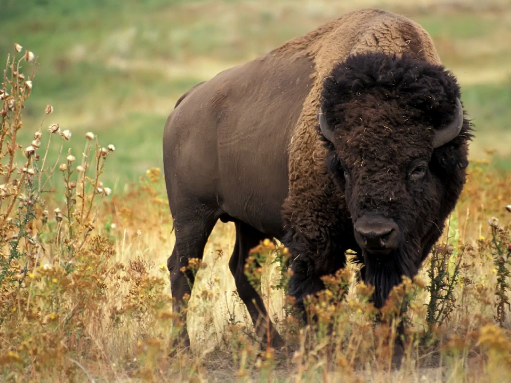 جواميس buffalos جاموس buffalo Size:127.70 Kb Dim: 1024 x 768 Size: Kb Dim: x