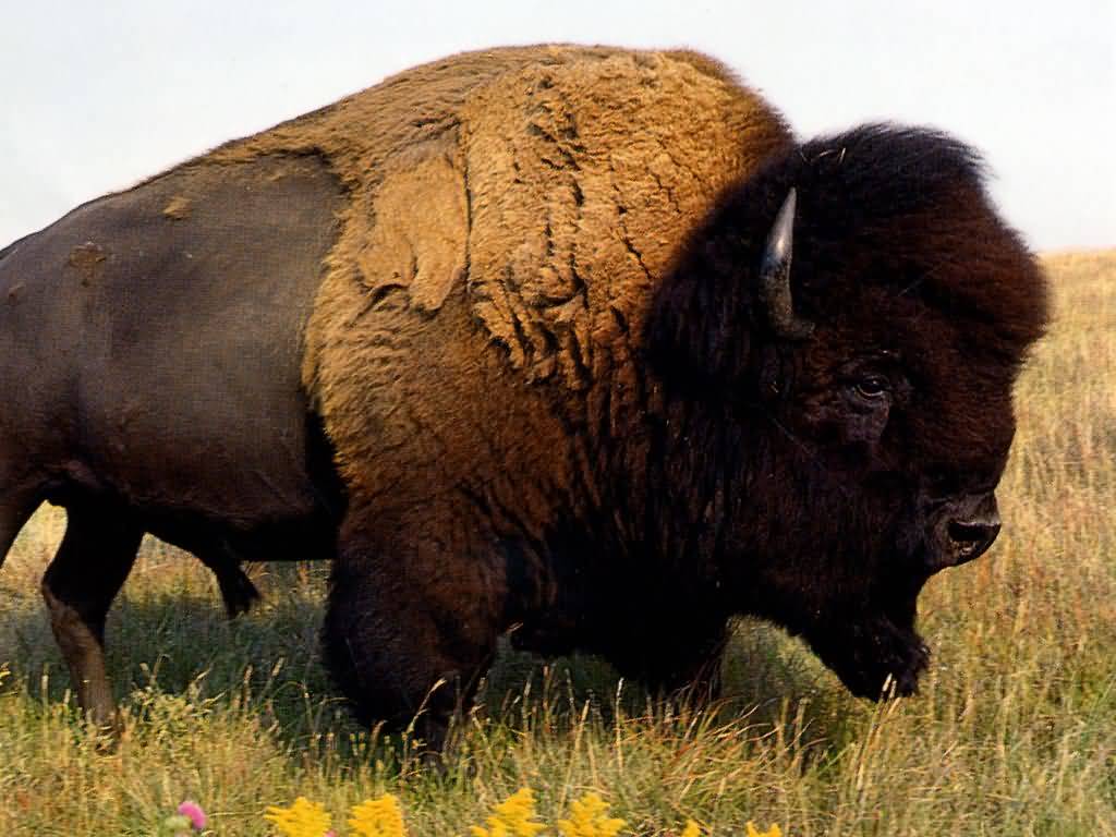 جواميس buffalos جاموس buffalo Size:88.70 Kb Dim: 1024 x 768 Size: Kb Dim: x