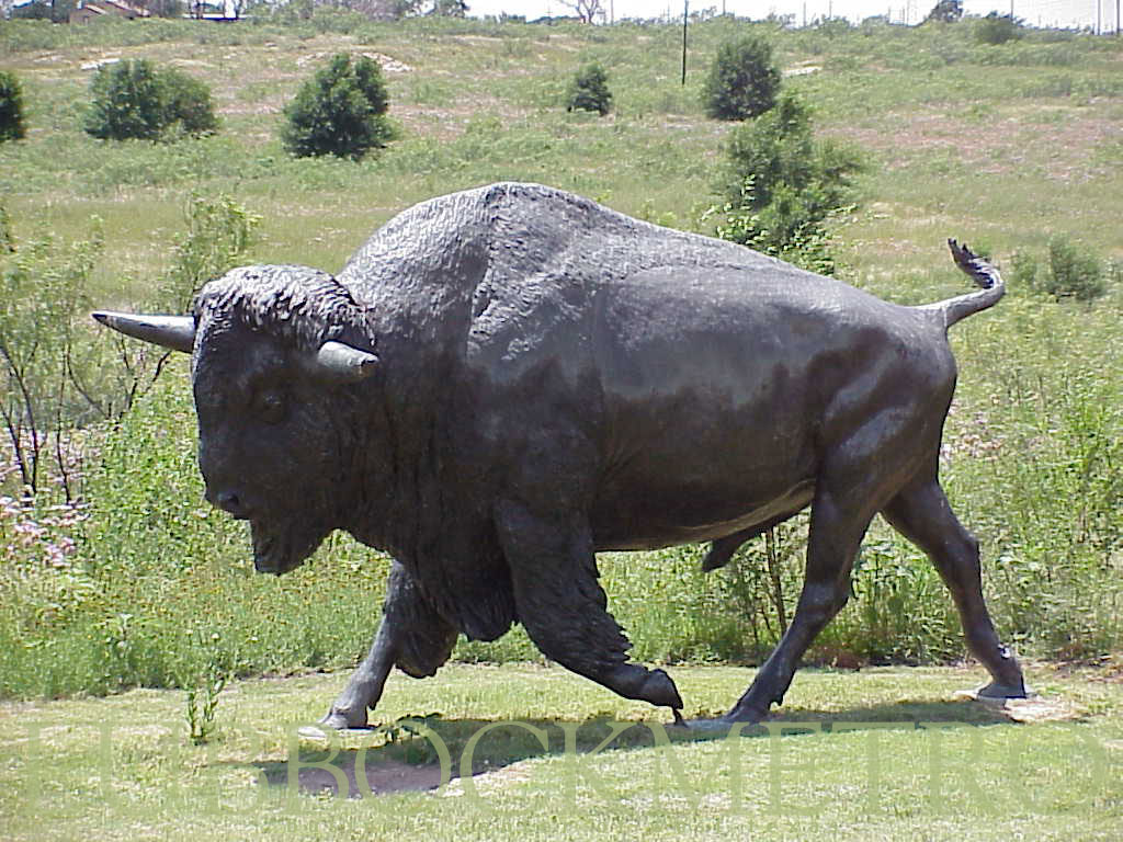 جواميس buffalos جاموس buffalo Size:178.00 Kb Dim: 1024 x 768 Size: Kb Dim: x