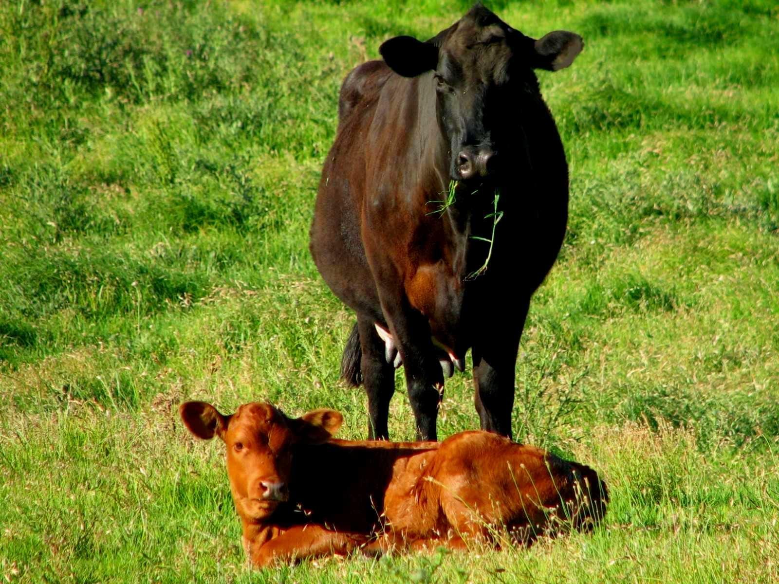 بقر cows بقره Cow Size:322.00 Kb Dim: 1600 x 1200 Size: Kb Dim: x