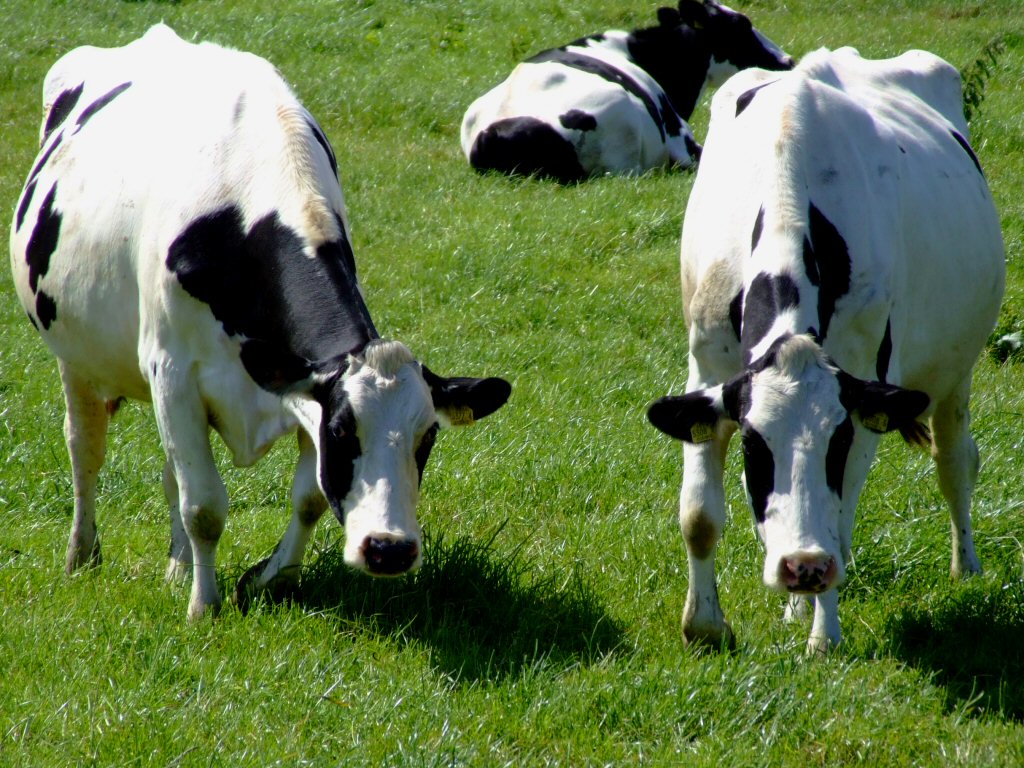 بقر cows بقره Cow Size:225.40 Kb Dim: 1024 x 768 Size: Kb Dim: x