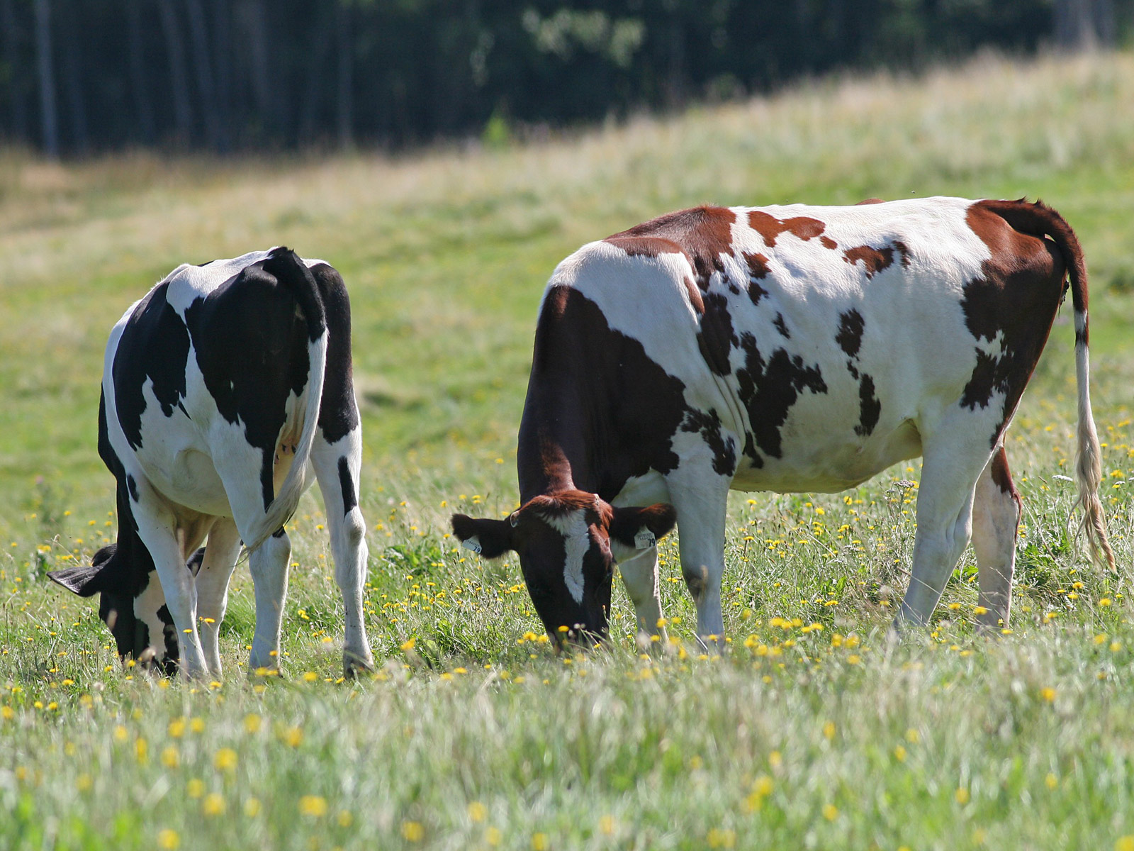 بقر cows بقره Cow Size:475.60 Kb Dim: 1600 x 1200 Size: Kb Dim: x