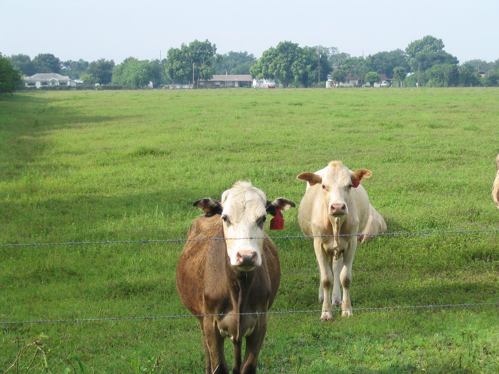 بقر cows بقره Cow Size:359.00 Kb Dim: 1600 x 1200 Size: Kb Dim: x