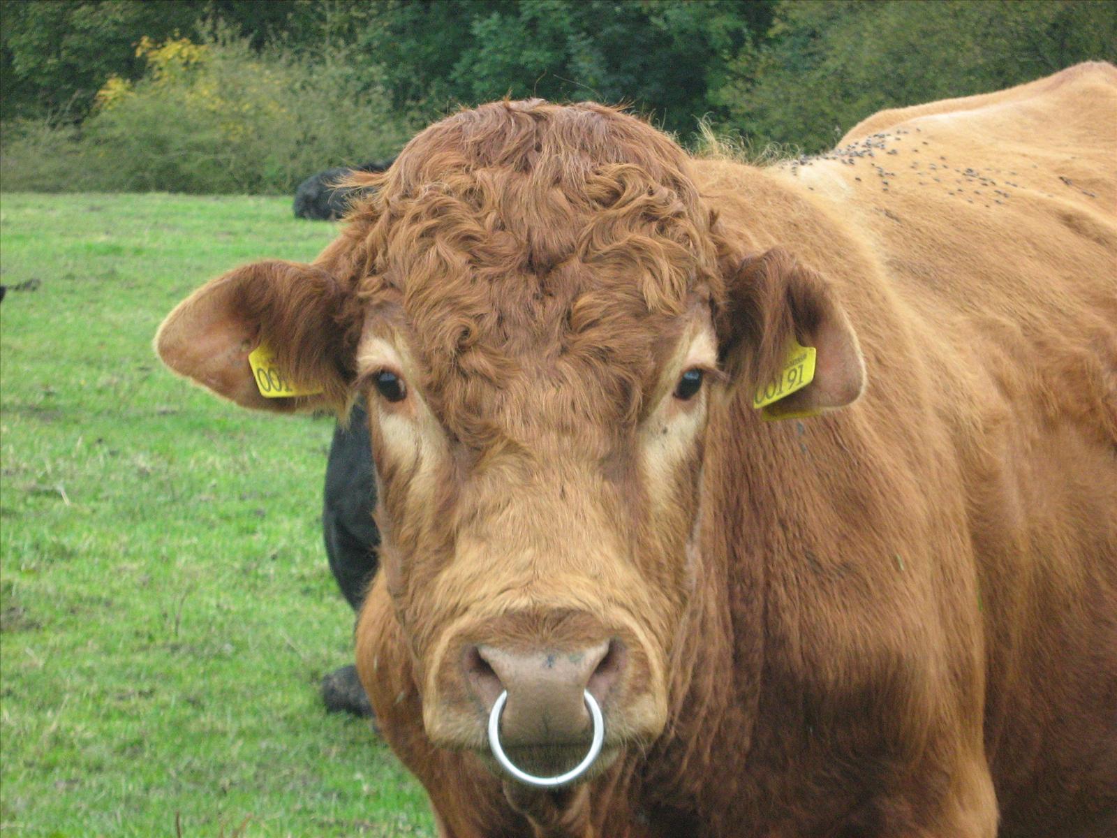 بقر cows بقره Cow Size:266.10 Kb Dim: 1600 x 1200 Size: Kb Dim: x