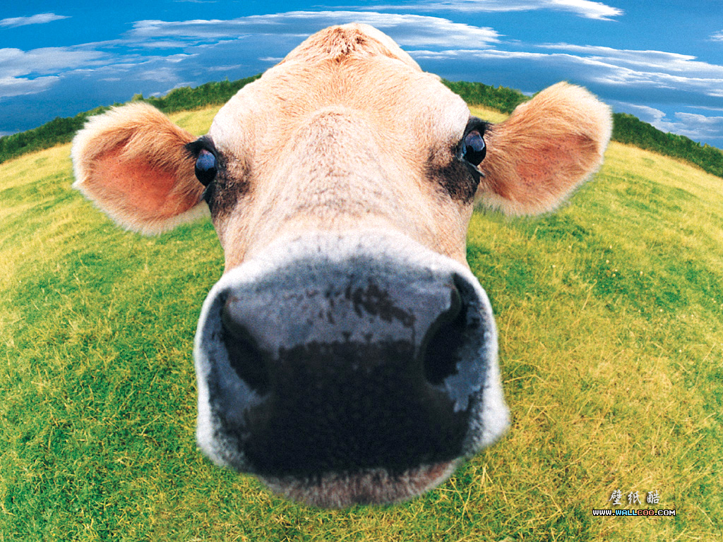 بقر cows بقره Cow Size:720.50 Kb Dim: 1024 x 768 Size: Kb Dim: x