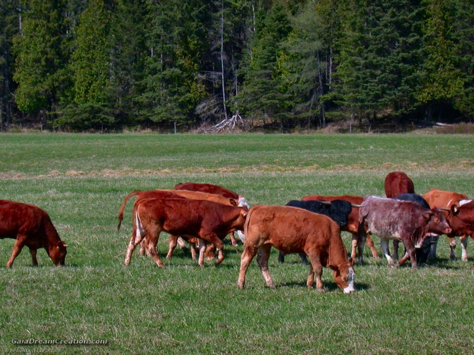 بقر cows بقره Cow Size:539.30 Kb Dim: 1600 x 1200 Size: Kb Dim: x
