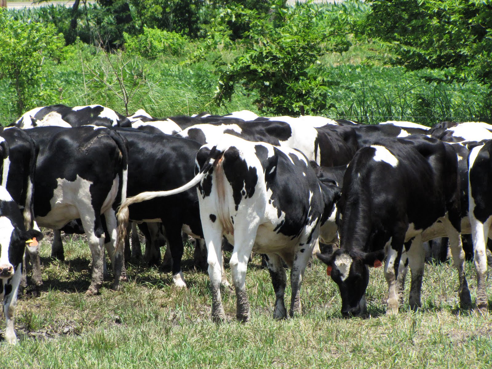 بقر cows بقره Cow Size:458.90 Kb Dim: 1600 x 1200 Size: Kb Dim: x