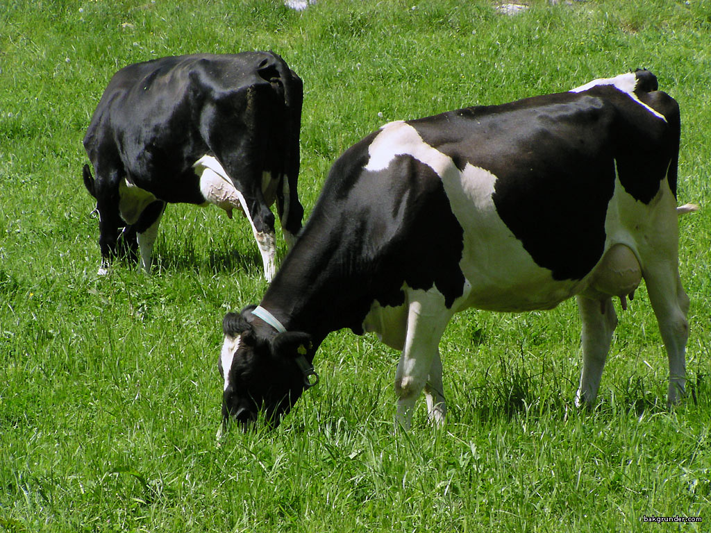 بقر cows بقره Cow Size:292.30 Kb Dim: 1024 x 768 Size: Kb Dim: x