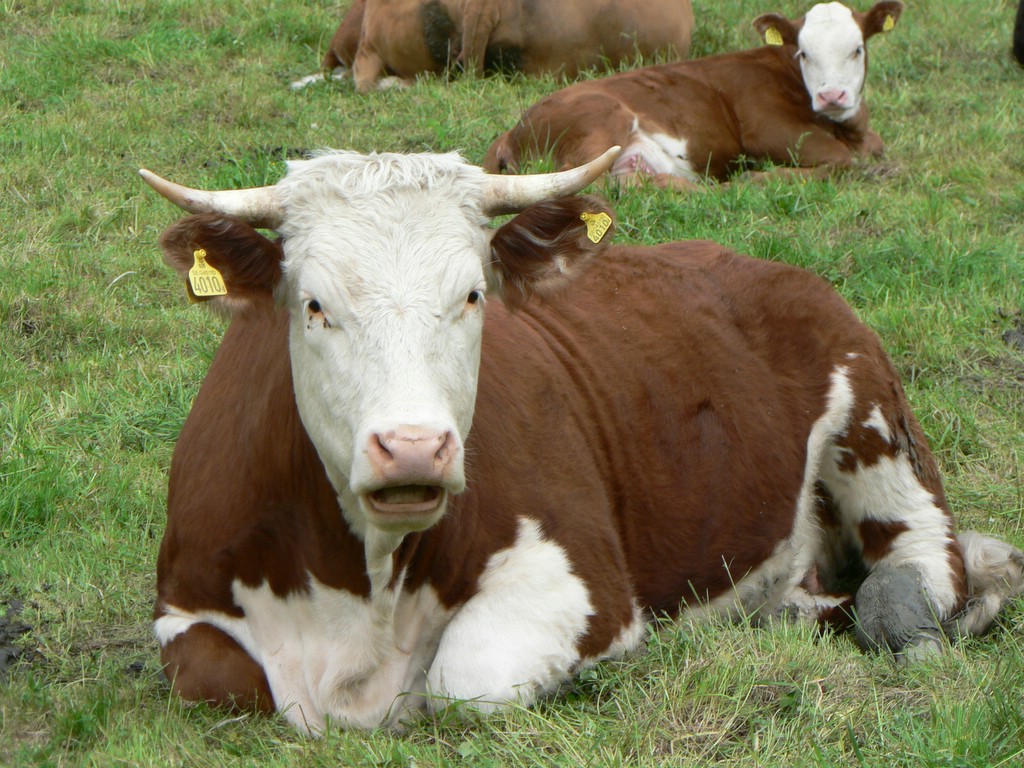 بقر cows بقره Cow Size:249.70 Kb Dim: 1024 x 768 Size: Kb Dim: x