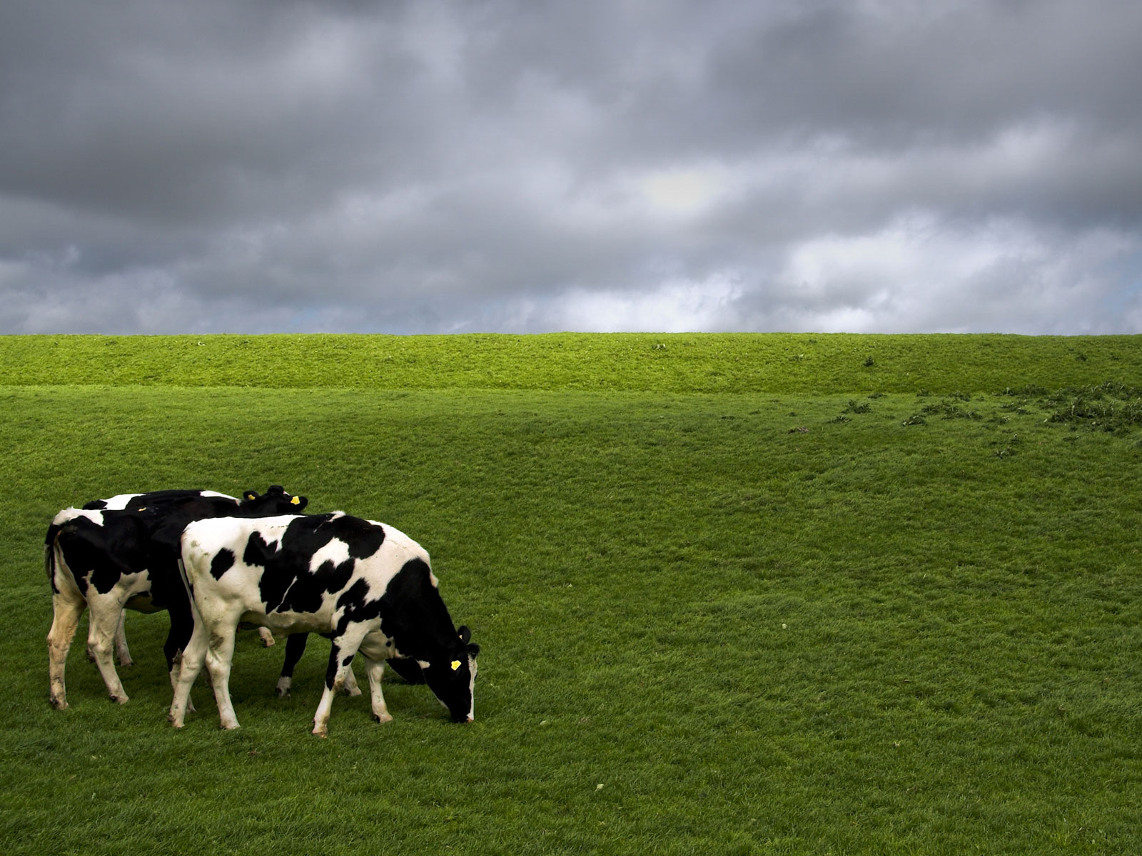 بقر cows بقره Cow Size:365.70 Kb Dim: 1600 x 1200 Size: Kb Dim: x
