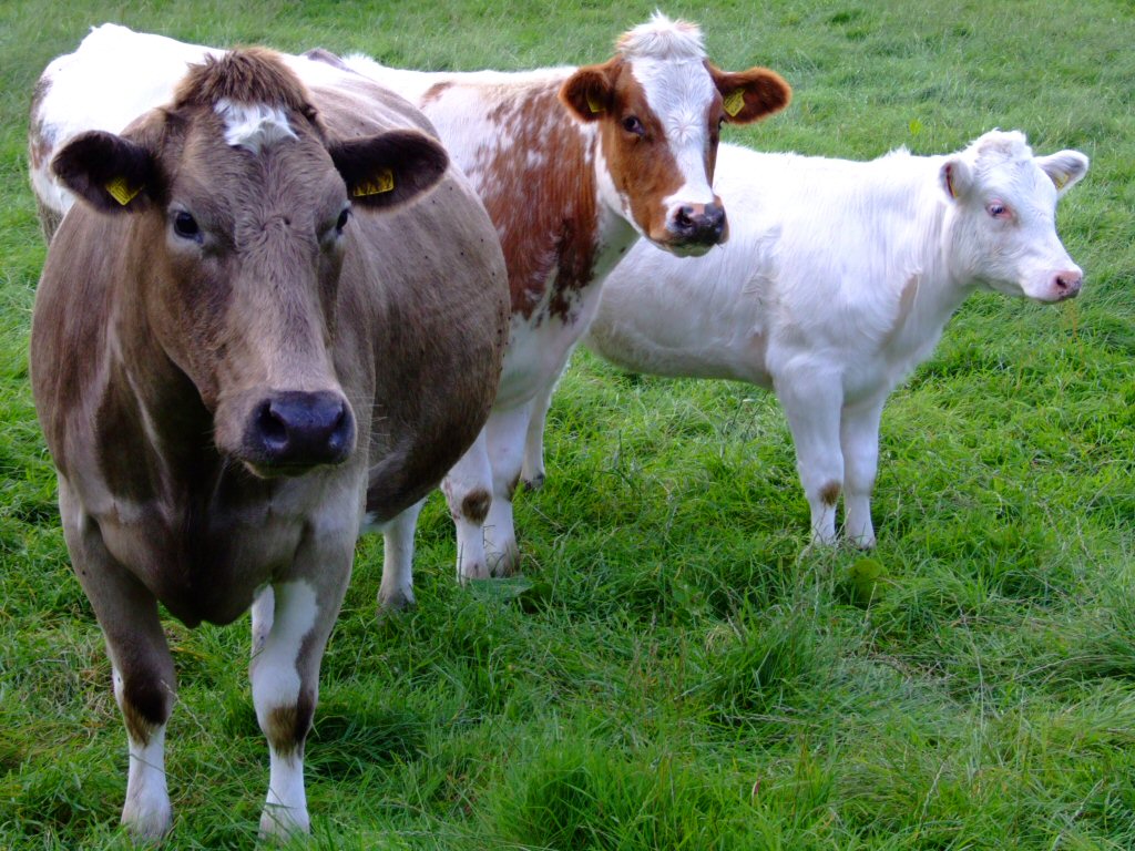 بقر cows بقره Cow Size:215.80 Kb Dim: 1024 x 768 Size: Kb Dim: x