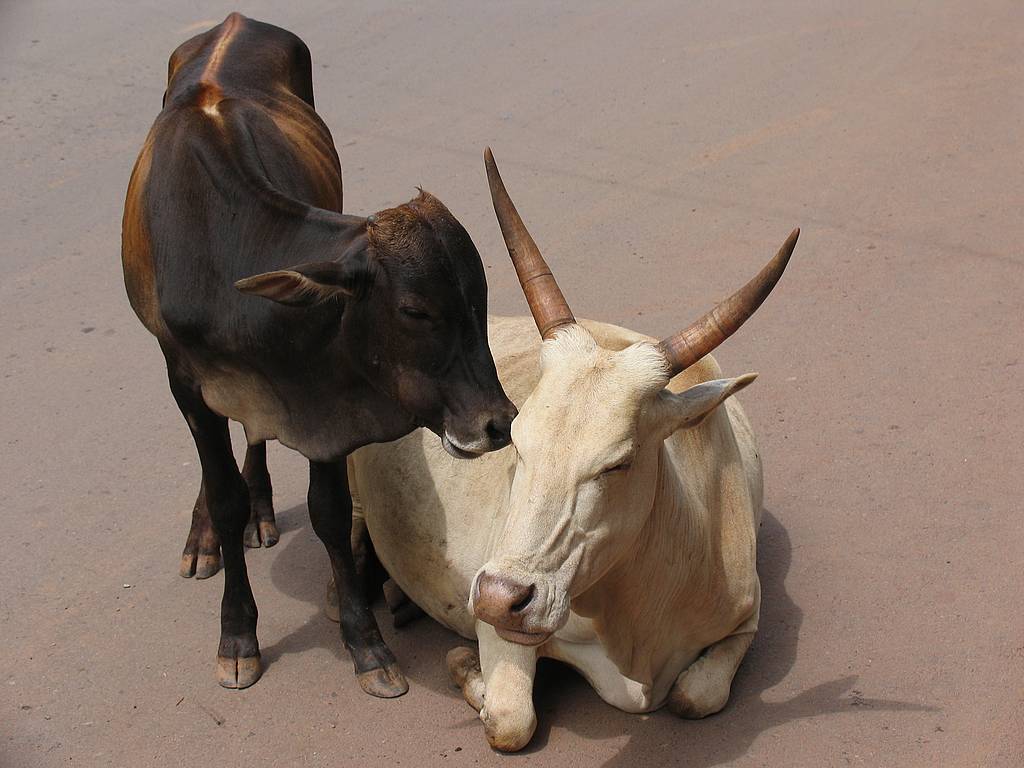 بقر cows بقره Cow Size:79.50 Kb Dim: 1024 x 768 Size: Kb Dim: x