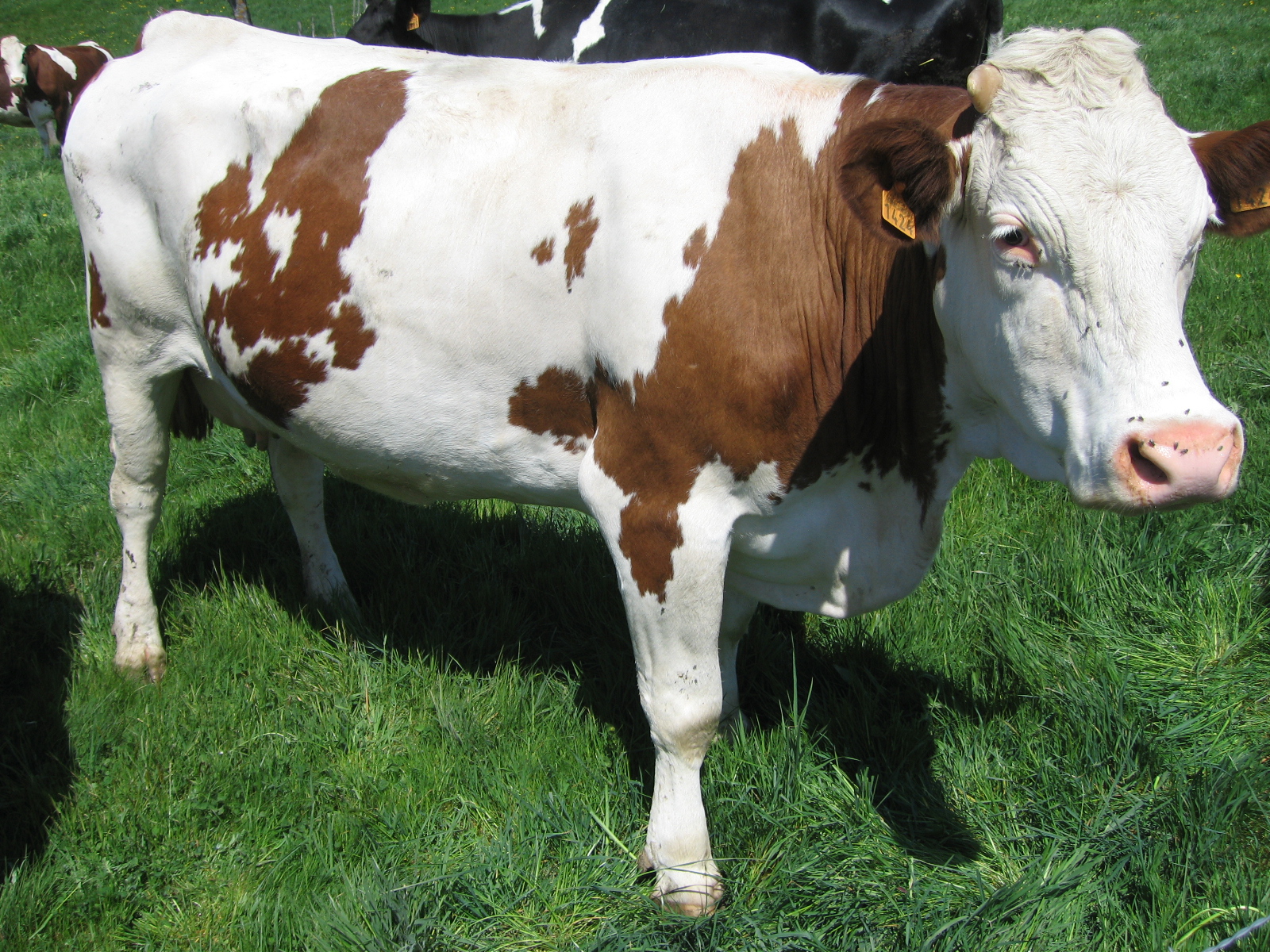 بقر cows بقره Cow Size:1302.50 Kb Dim: 1600 x 1200 Size: Kb Dim: x