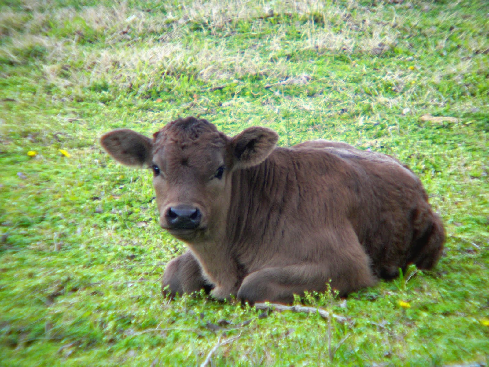 بقر cows بقره Cow Size:282.60 Kb Dim: 1600 x 1200 Size: Kb Dim: x