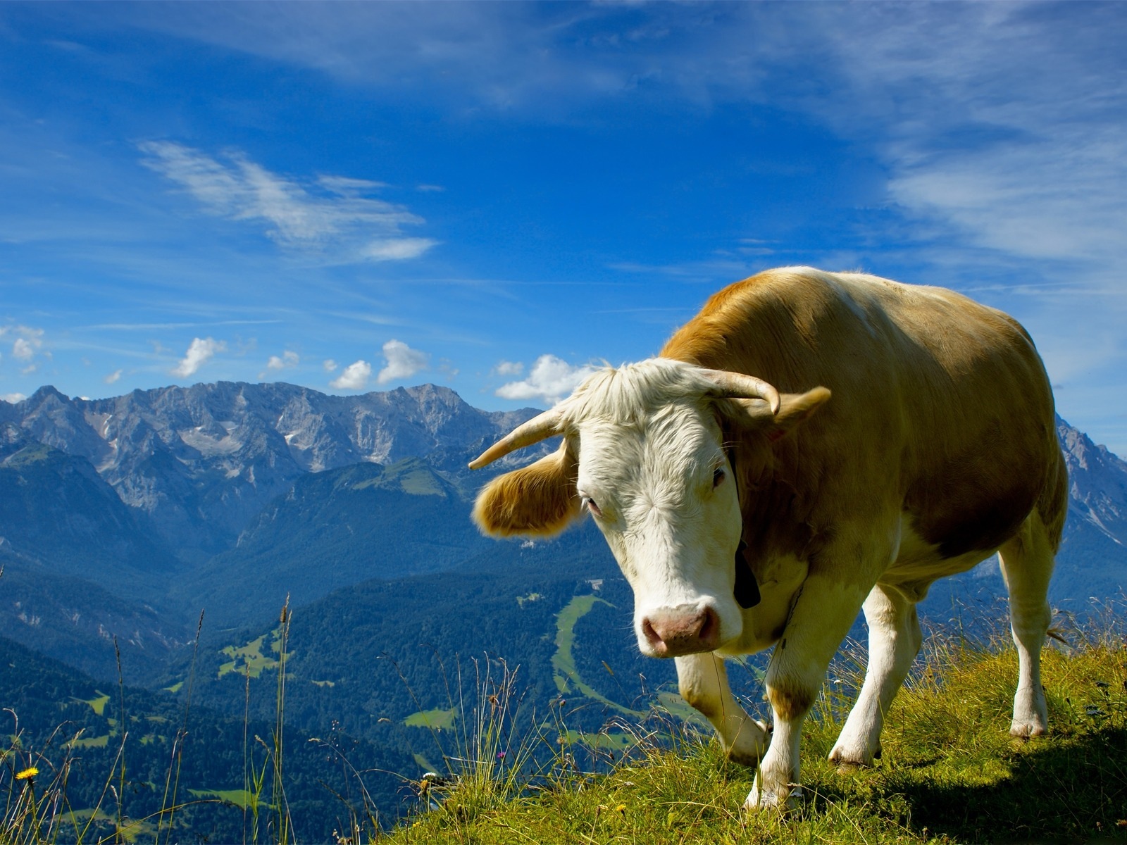 بقر cows بقره Cow Size:490.90 Kb Dim: 1600 x 1200 Size: Kb Dim: x