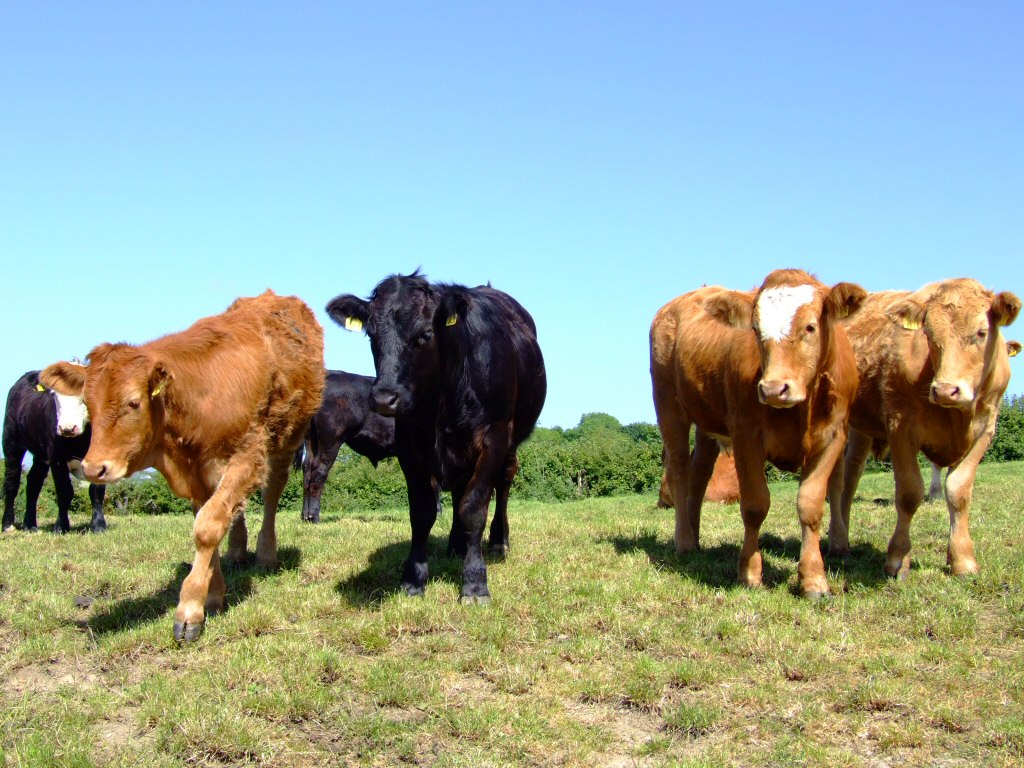 بقر cows بقره Cow Size:210.10 Kb Dim: 1024 x 768 Size: Kb Dim: x