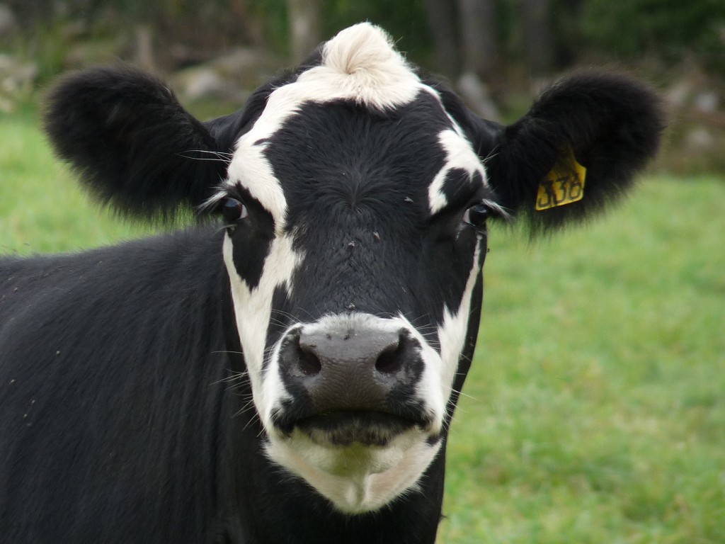 بقر cows بقره Cow Size:136.60 Kb Dim: 1024 x 768 Size: Kb Dim: x