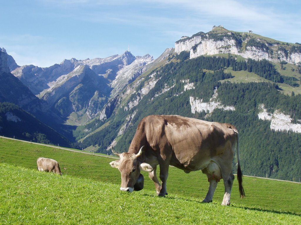 بقر cows بقره Cow Size:202.00 Kb Dim: 1024 x 768 Size: Kb Dim: x