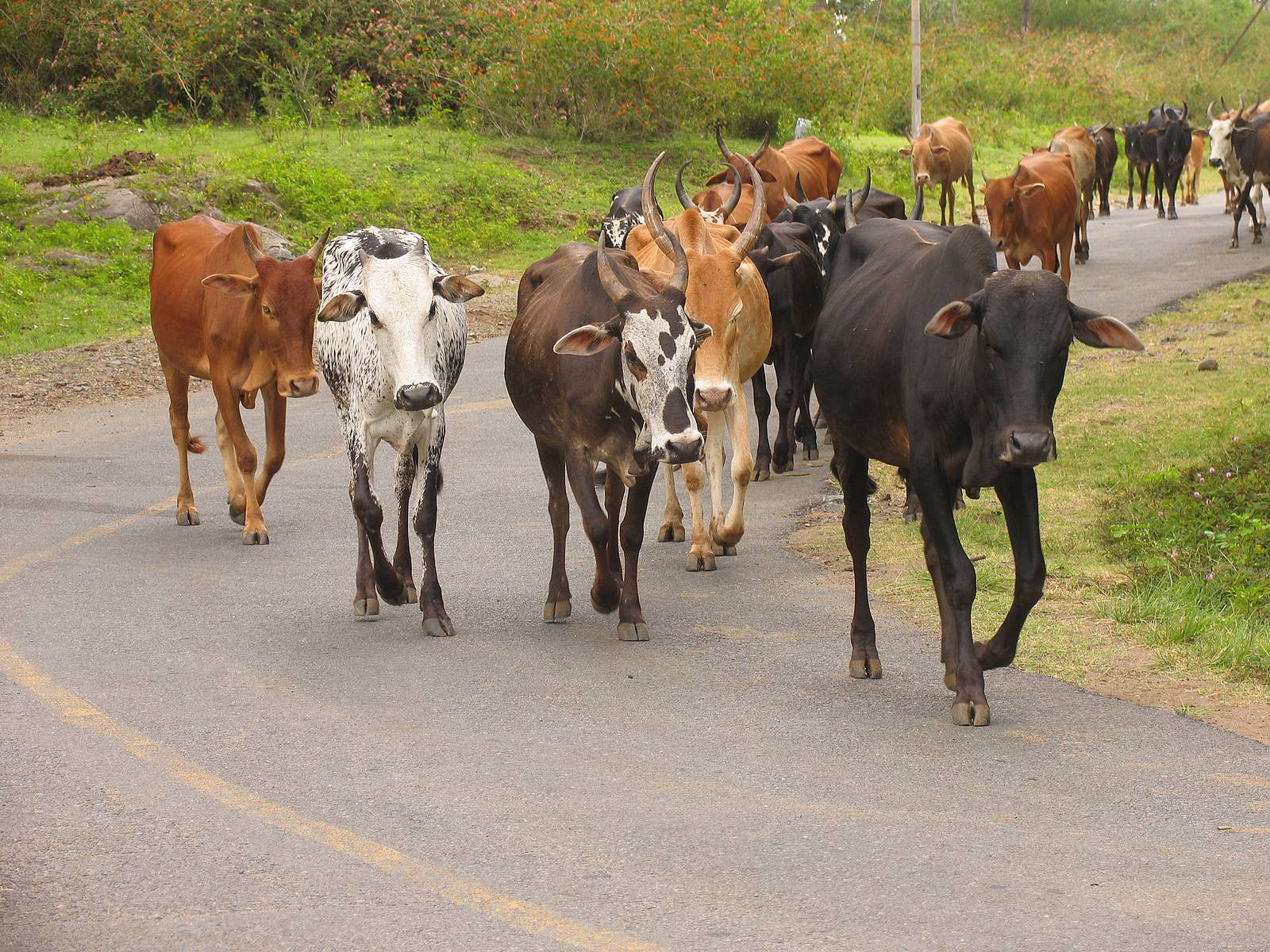 بقر cows بقره Cow Size:382.70 Kb Dim: 1600 x 1200 Size: Kb Dim: x