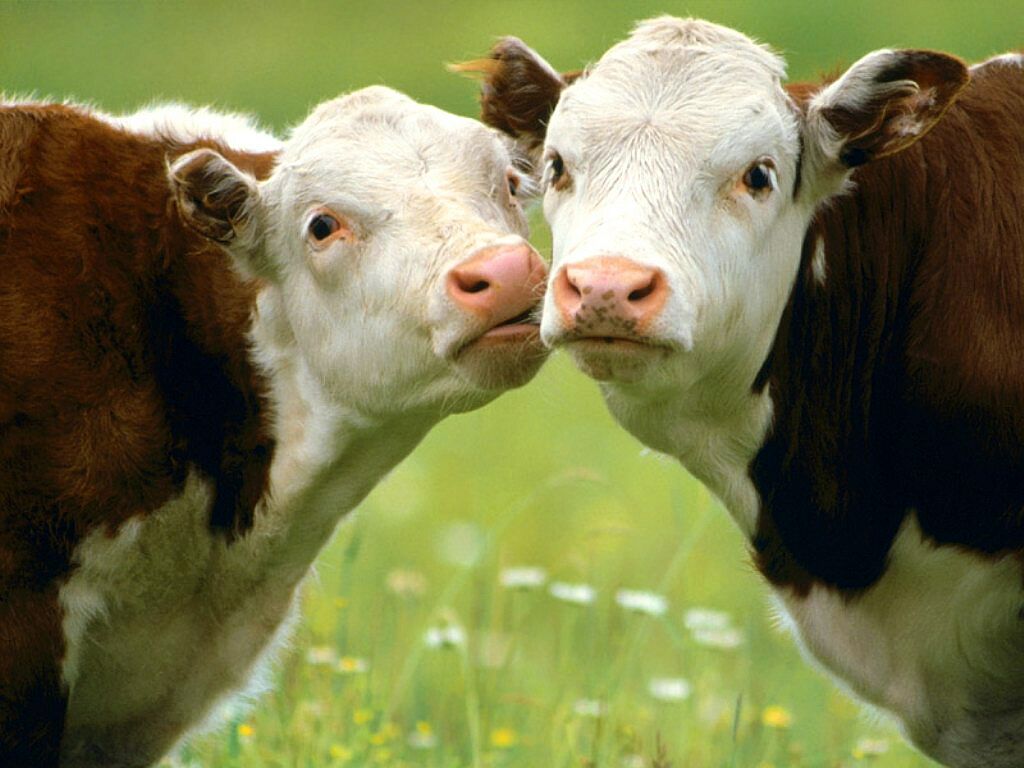 بقر cows بقره Cow Size:99.60 Kb Dim: 1024 x 768 Size: Kb Dim: x