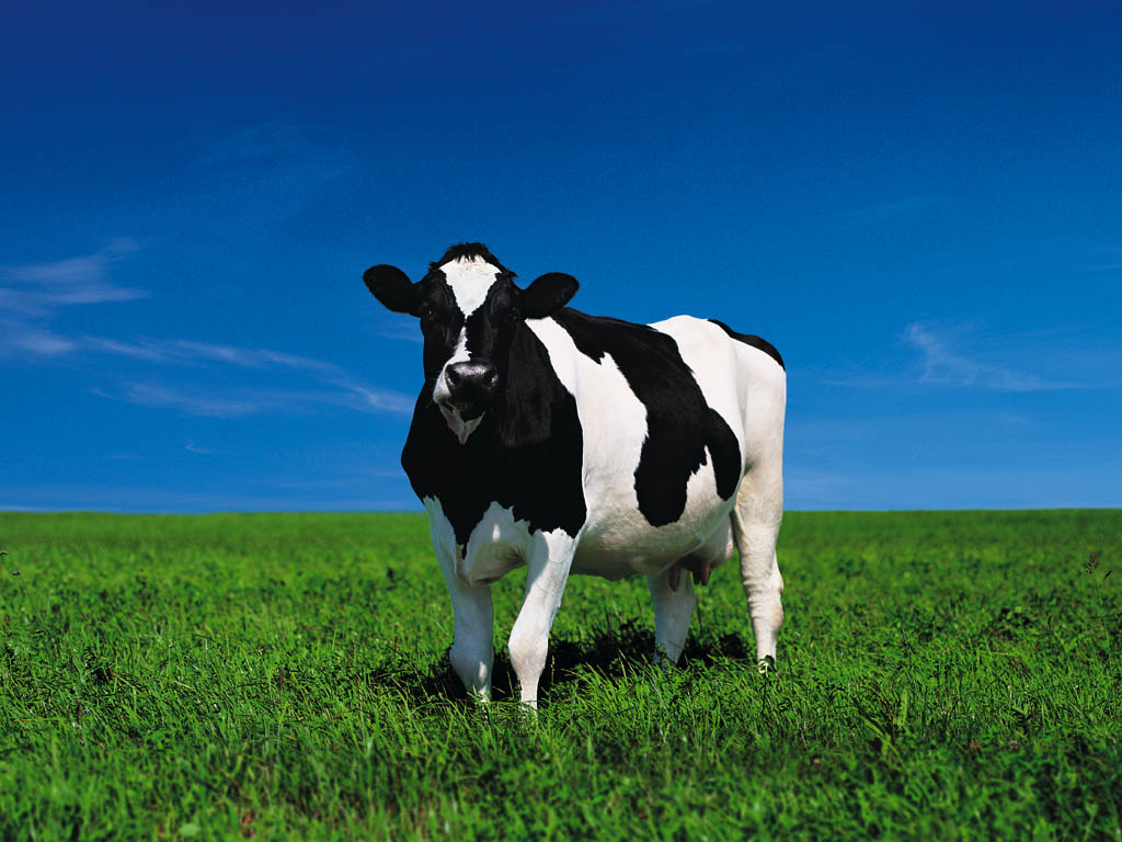 بقر cows بقره Cow Size:131.30 Kb Dim: 1024 x 768 Size: Kb Dim: x