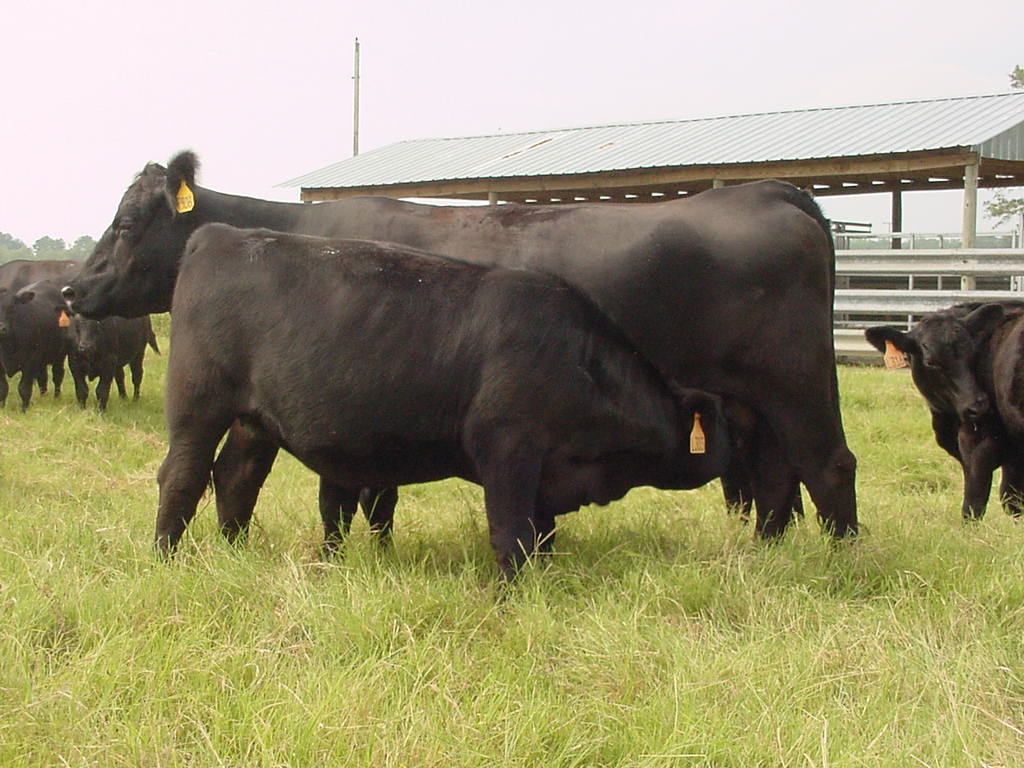 بقر cows بقره Cow Size:128.00 Kb Dim: 1024 x 768 Size: Kb Dim: x
