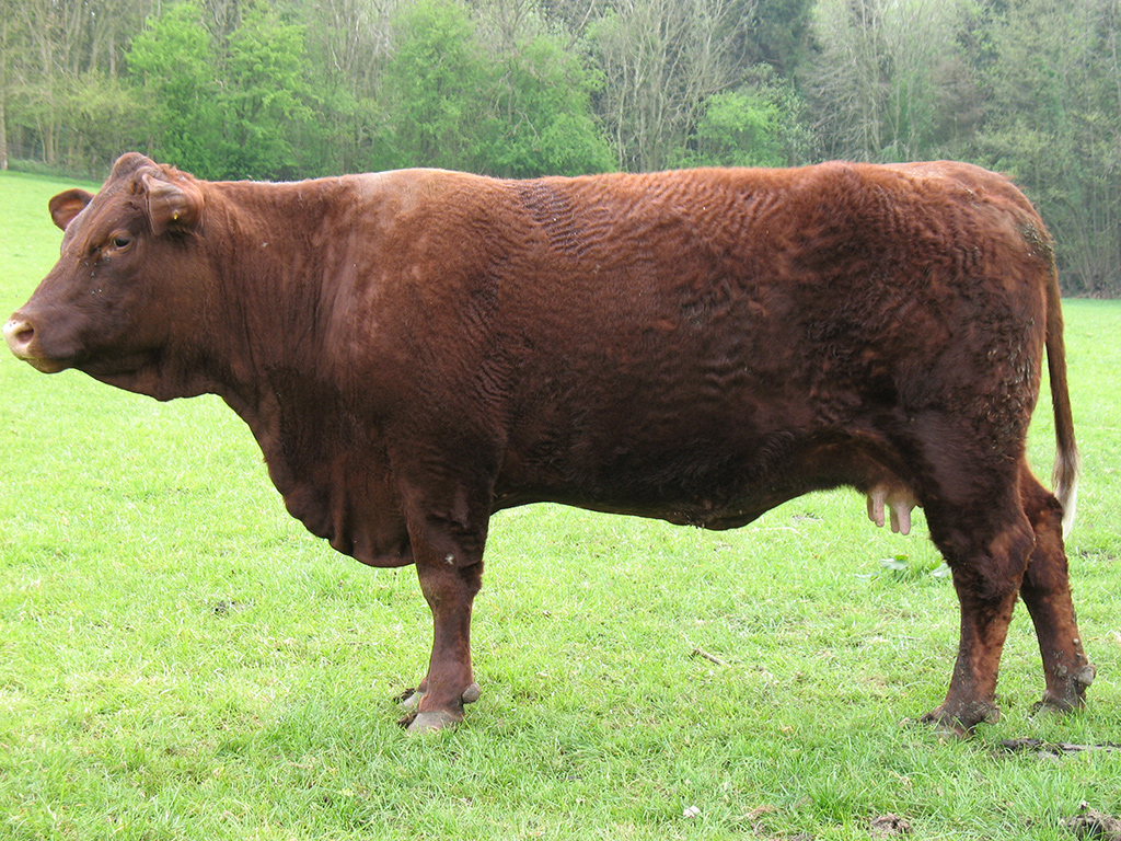 بقر cows بقره Cow Size:551.60 Kb Dim: 1024 x 768 Size: Kb Dim: x