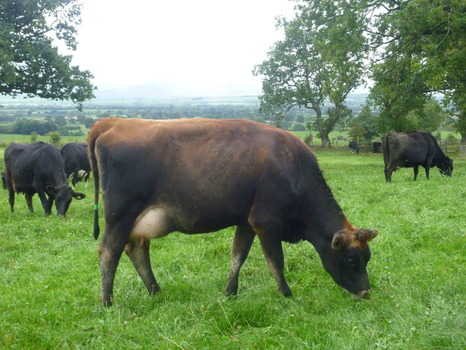 بقر cows بقره Cow Size:344.20 Kb Dim: 1600 x 1200 Size: Kb Dim: x