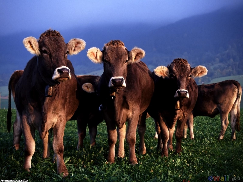 بقر cows بقره Cow Size:510.90 Kb Dim: 1024 x 768 Size: Kb Dim: x