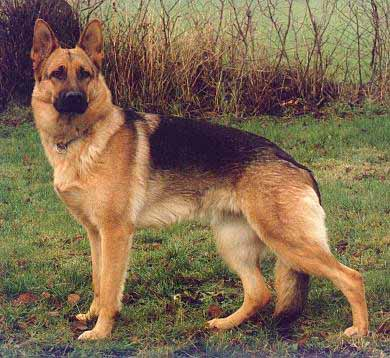 كلاب dogs كلب dog Size:139.10 Kb Dim: 1024 x 768 Size: Kb Dim: x