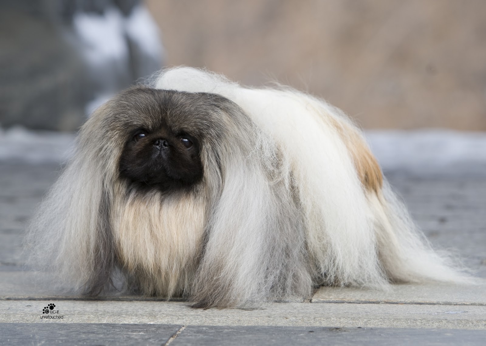 كلاب dogs كلب dog Size:237.80 Kb Dim: 1600 x 1140 Size: Kb Dim: x