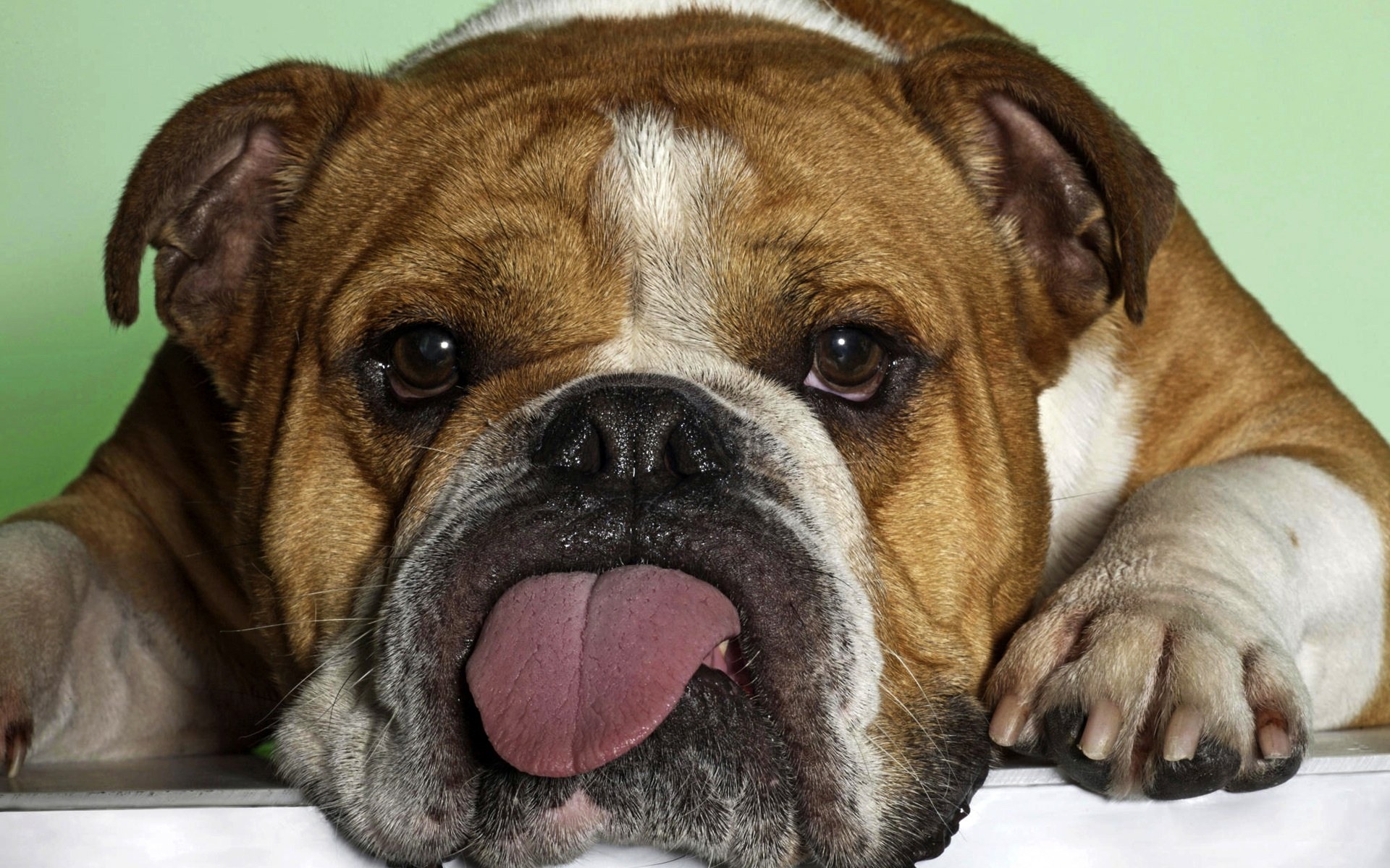 كلاب dogs كلب dog Size:559.10 Kb Dim: 1920 x 1200 Size: Kb Dim: x