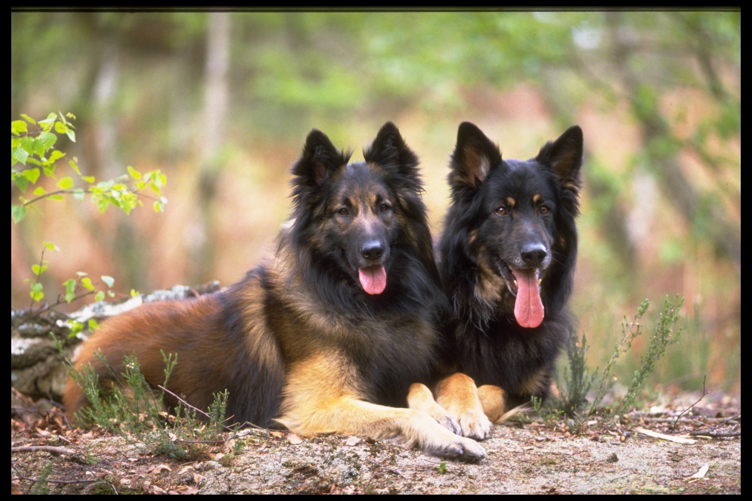 كلاب dogs كلب dog Size:403.80 Kb Dim: 1536 x 1024 Size: Kb Dim: x