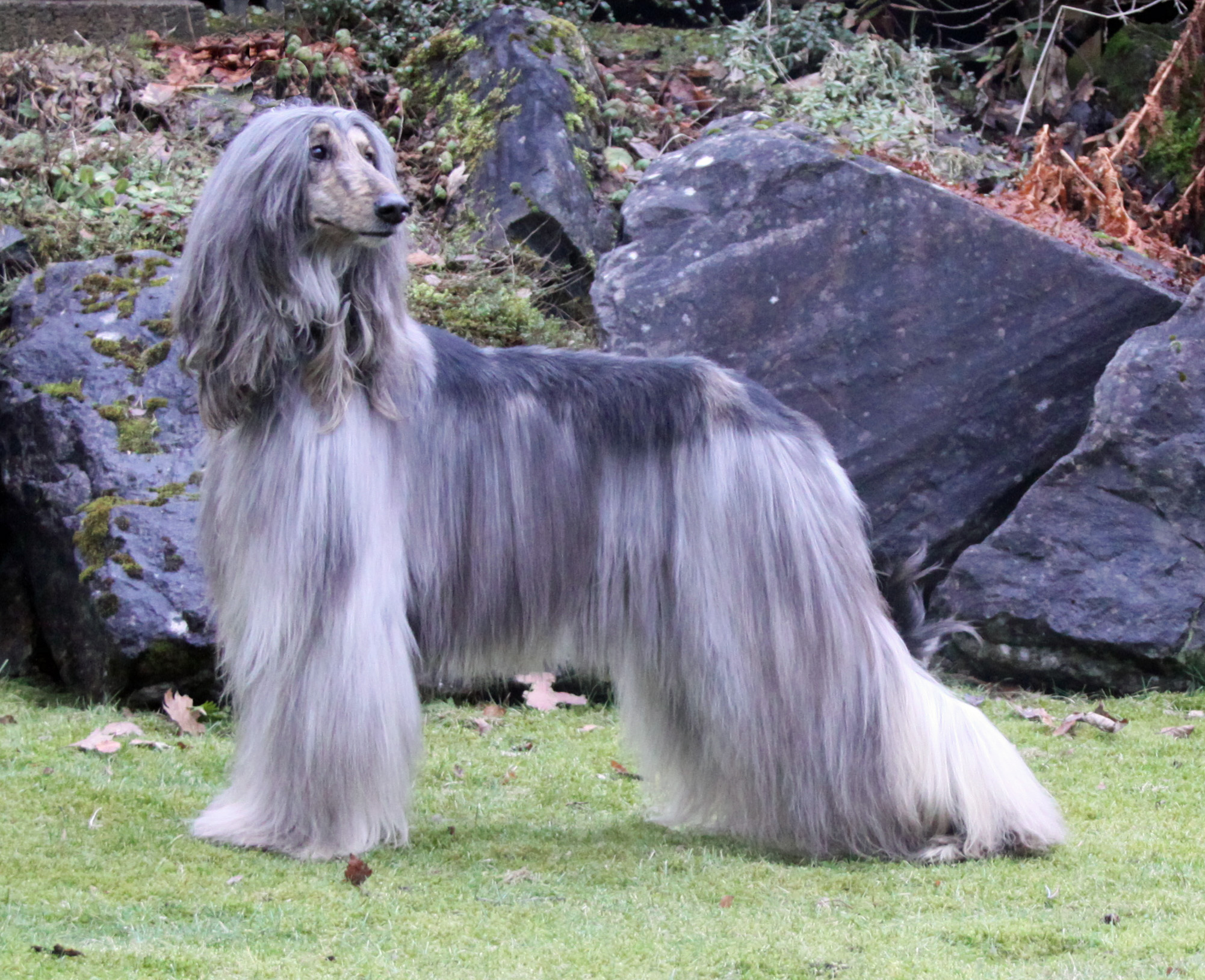 كلاب dogs كلب dog Size:944.10 Kb Dim: 2002 x 1629 Size: Kb Dim: x