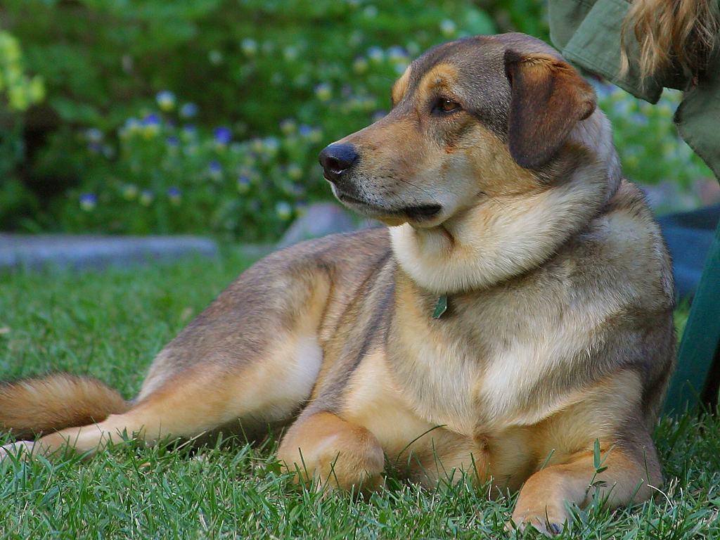 كلاب dogs كلب dog Size:135.60 Kb Dim: 1024 x 768 Size: Kb Dim: x