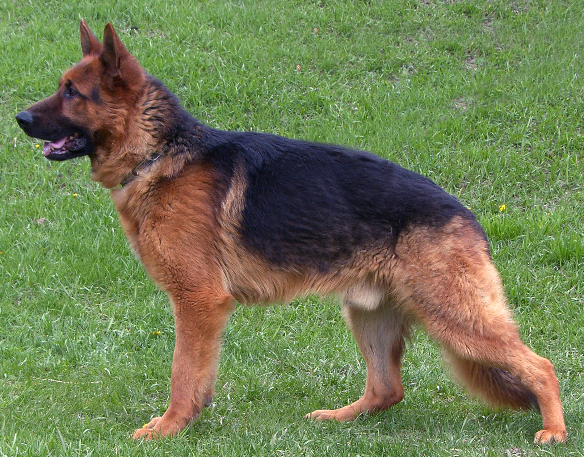 كلاب dogs كلب dog Size:1136.30 Kb Dim: 1891 x 1480 Size: Kb Dim: x