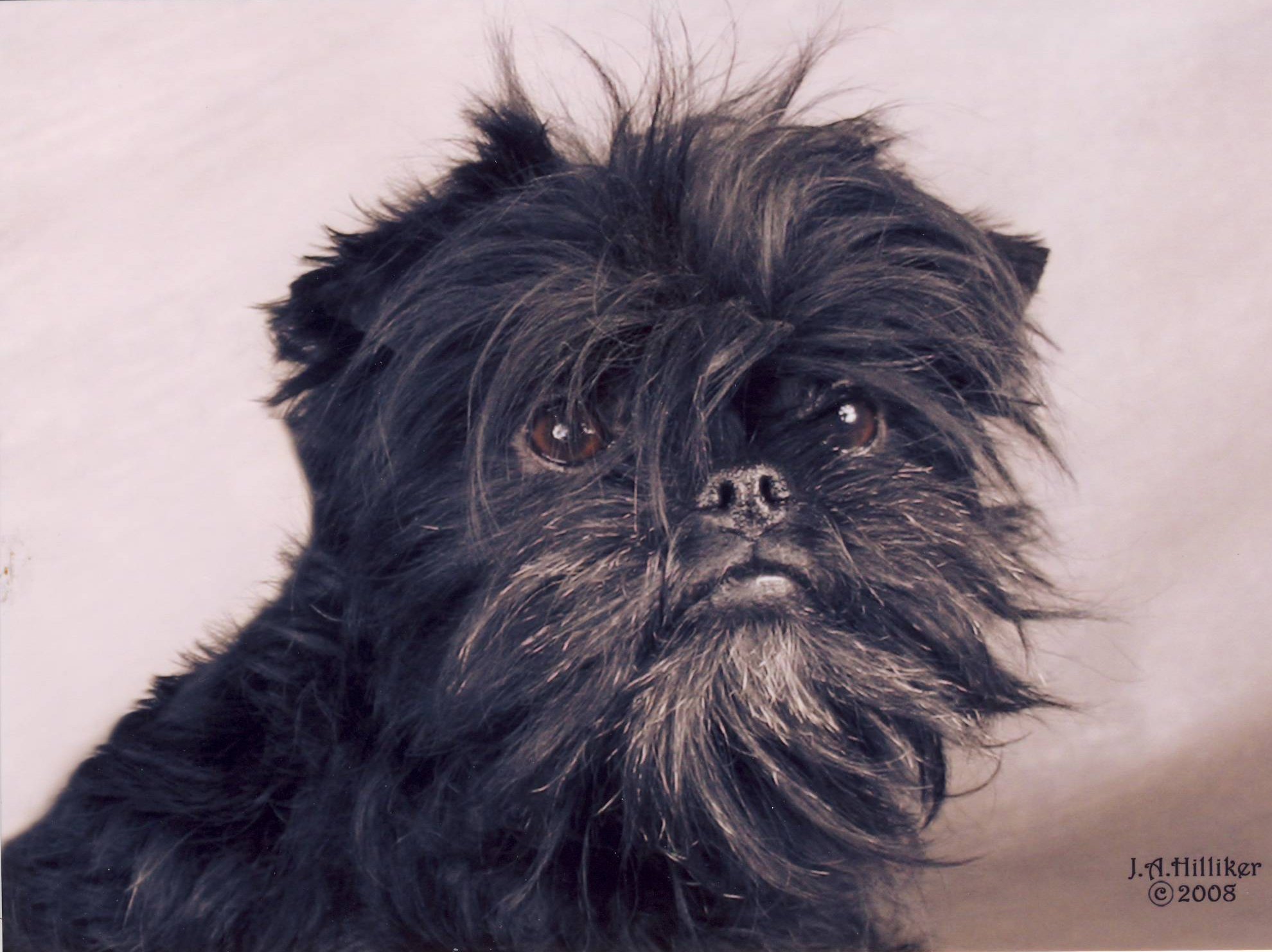 كلاب dogs كلب dog Size:306.60 Kb Dim: 1980 x 1482 Size: Kb Dim: x