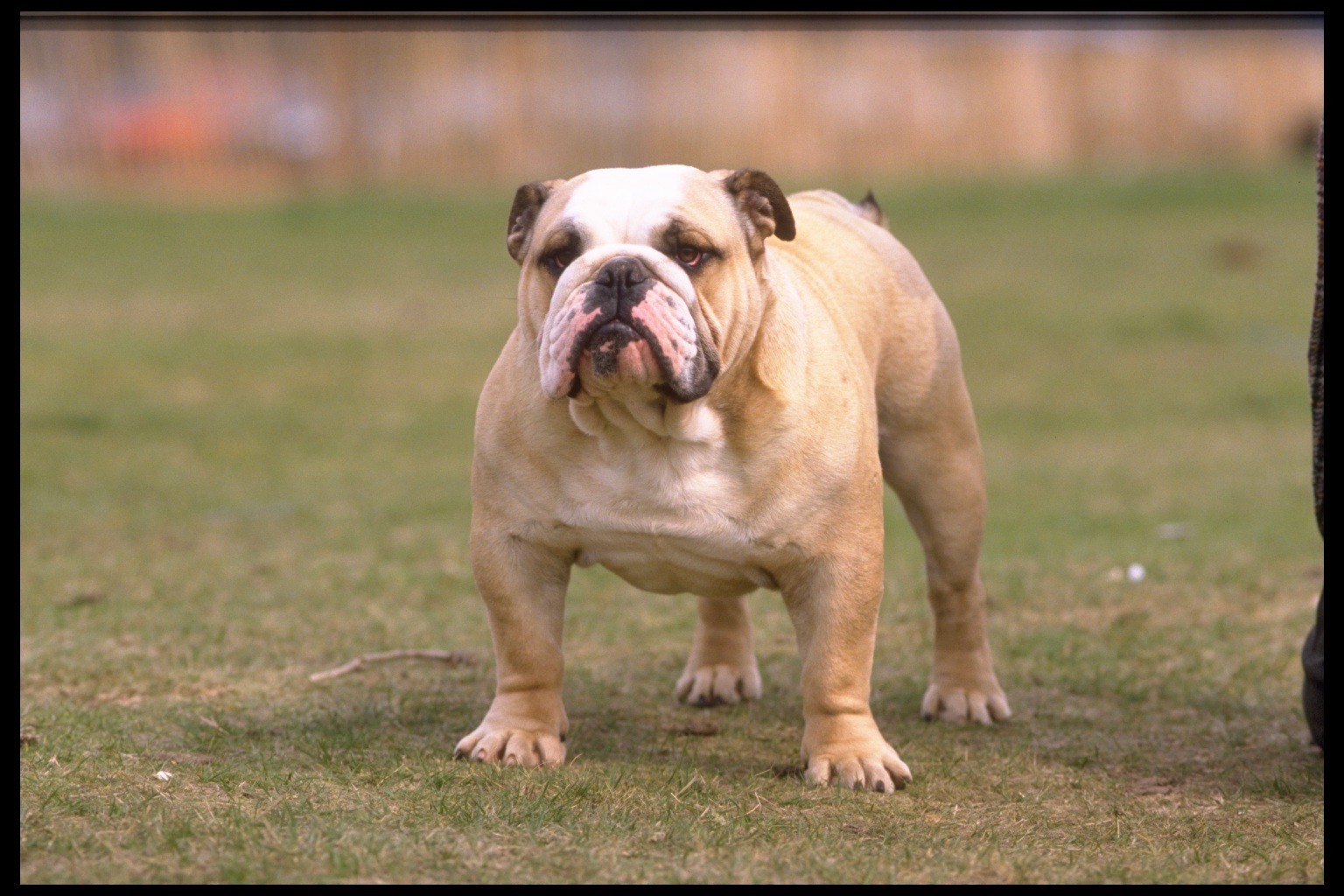 كلاب dogs كلب dog Size:333.00 Kb Dim: 1536 x 1024 Size: Kb Dim: x