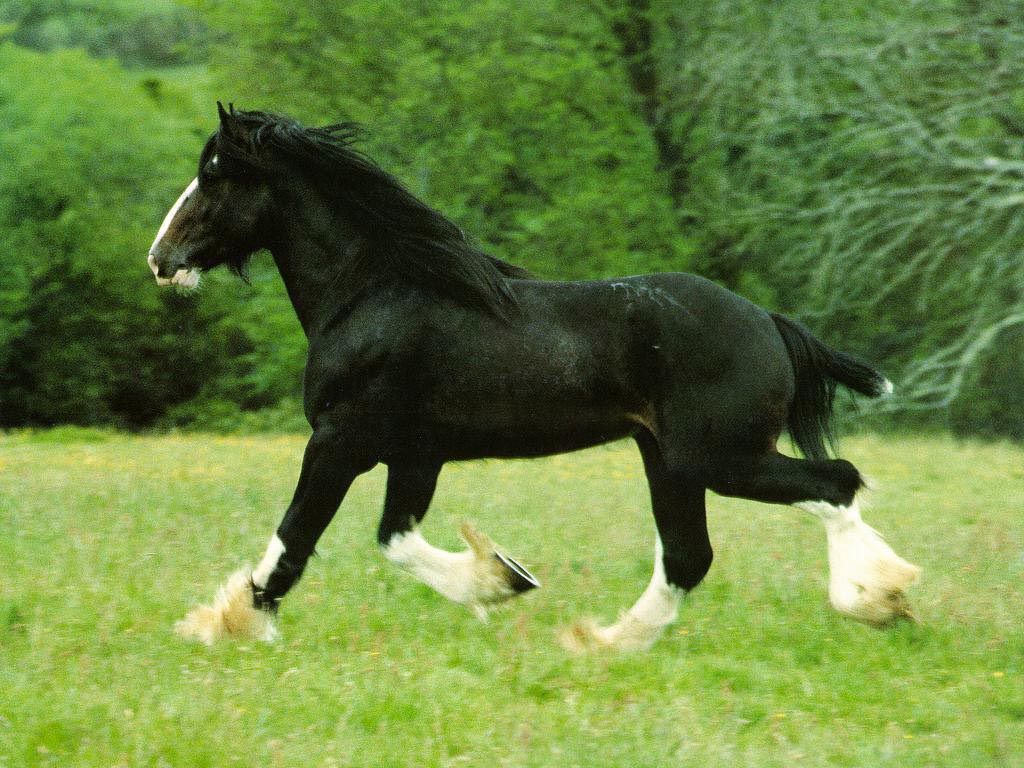 خيول horses خيل ، فرس Size:157.20 Kb Dim: 1024 x 768 Size: Kb Dim: x