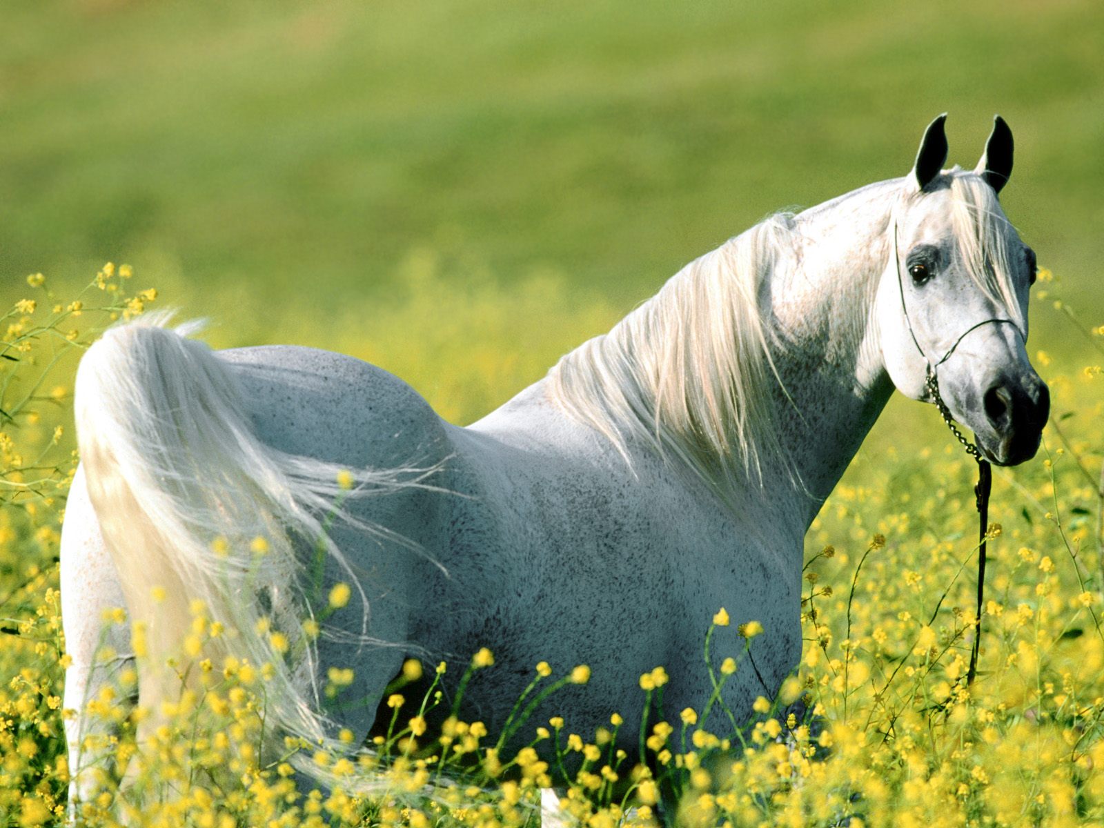خيول horses خيل ، فرس Size:289.80 Kb Dim: 1600 x 1200 Size: Kb Dim: x